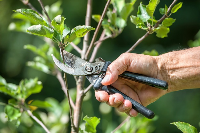 5 Reasons to Call the Experts for Urgent Tree Maintenance